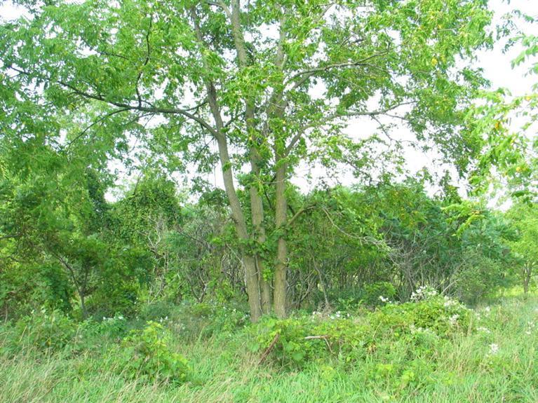 Stearns Road Cement City, MI 49233 - Photo 5 of 14 Additional Photo
