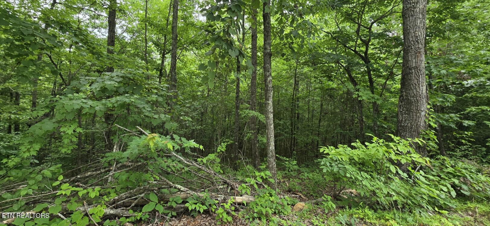 Lot 48-49 Bear Creek Road Oneida, TN 37841 - Photo 9 of 16 20260612_143013