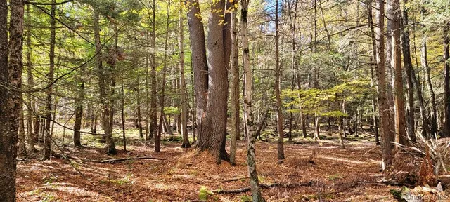a view of covered with tall trees