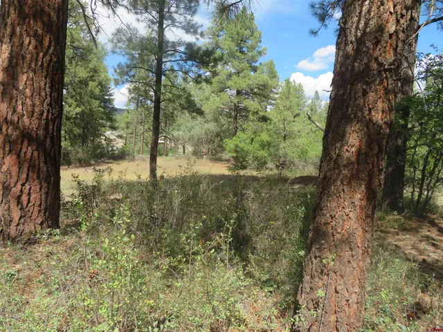 a view of a forest with trees
