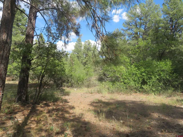 a view of a yard with a tree