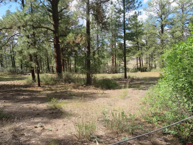 a view of a yard with a tree