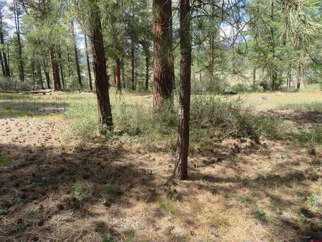 a view of a yard with a tree