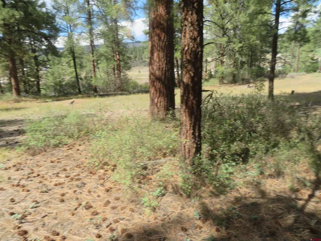 a view of a yard with large trees