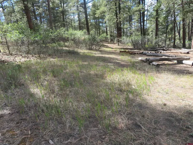 a view of river covered with trees
