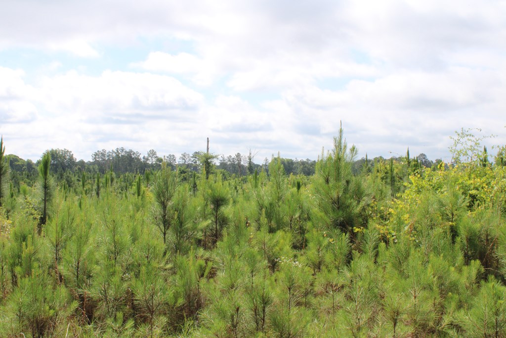 0 Pataula Park Road Georgetown, GA 39854 - Photo 4 of 12
