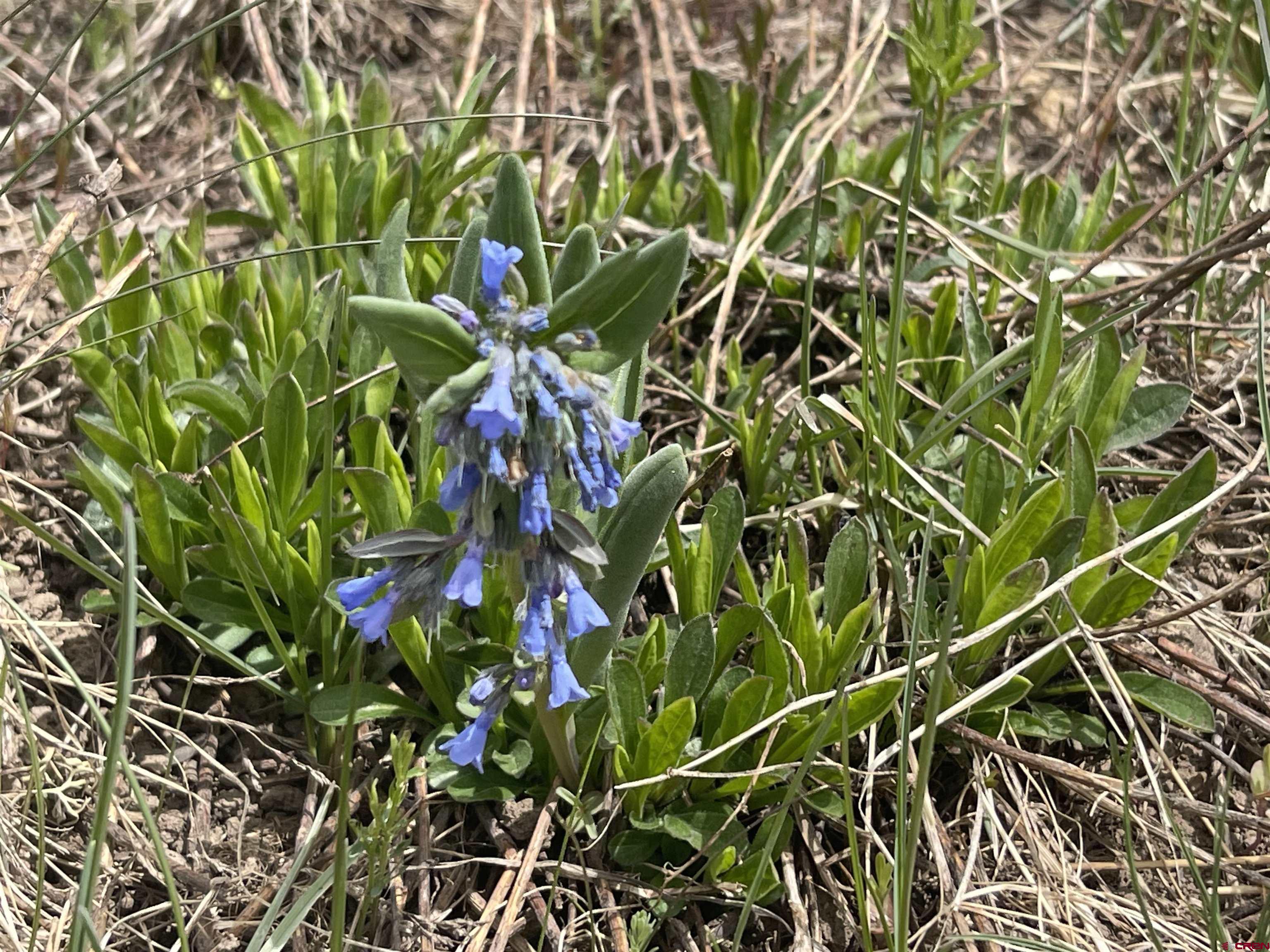 116 Meadow Drive Crested Butte, CO 81224 - Photo 17 of 20
