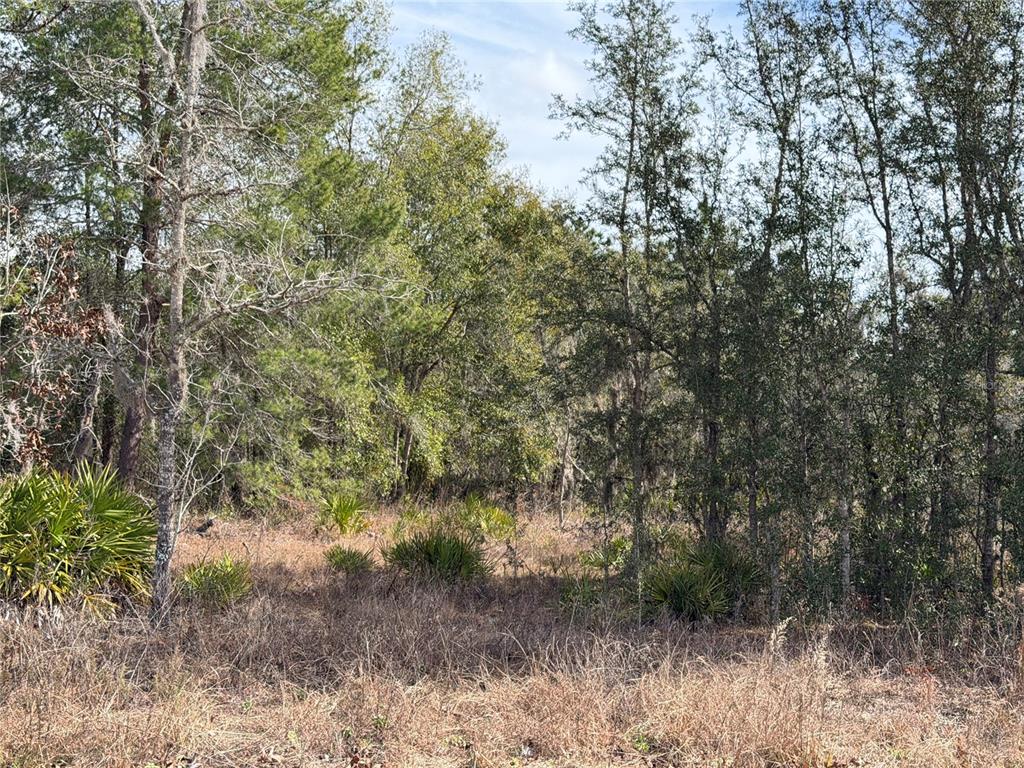 16426 Courlan Road Brooksville, FL 34614 - Photo 5 of 10 a view of a forest filled with trees