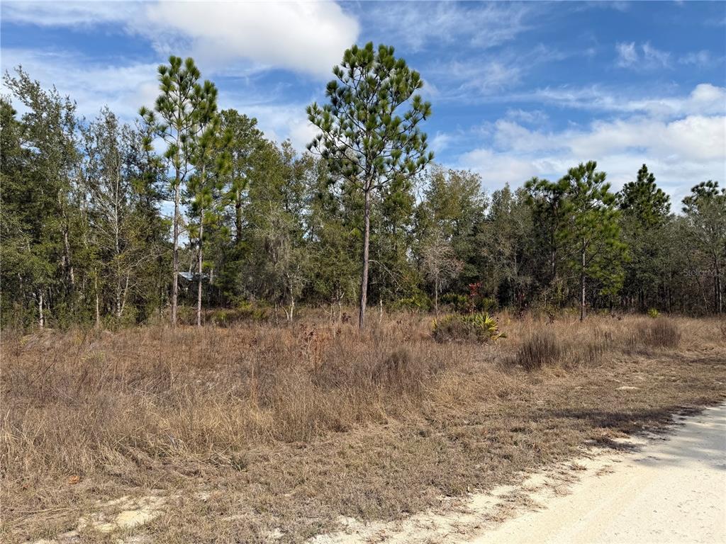 16426 Courlan Road Brooksville, FL 34614 - Photo 8 of 10 a view of a dry yard with trees