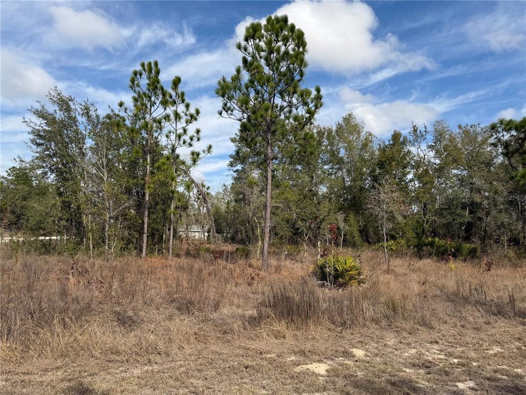 16426 Courlan Road Brooksville, FL 34614 - Photo 10 of 10 a view of a forest