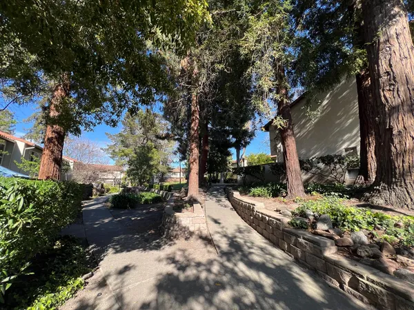 a street view with tall trees