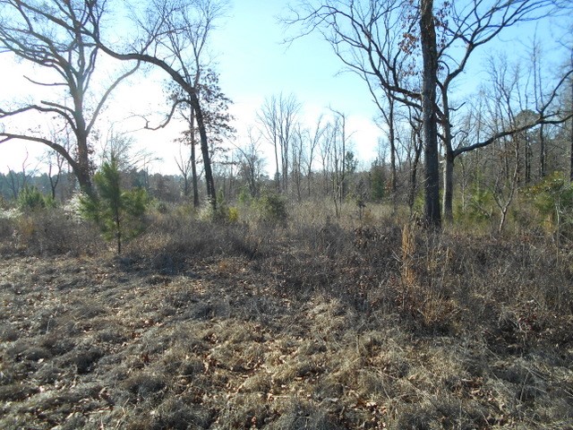 Tbd Tbd Fm-2712 Crockett, TX 75835 - Photo 13 of 15 a view of a forest with trees in front of it