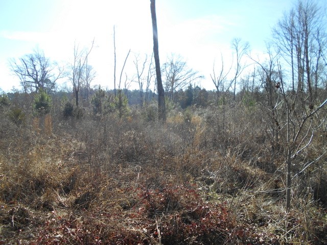 Tbd Tbd Fm-2712 Crockett, TX 75835 - Photo 14 of 15 a view of forest