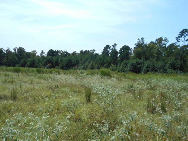Tbd Tbd Fm-2712 Crockett, TX 75835 - Photo 3 of 15 a view of a lush green space with sea