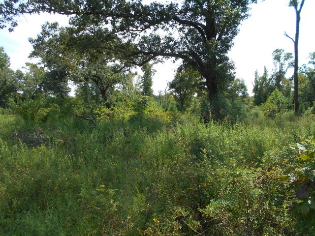 Tbd Tbd Fm-2712 Crockett, TX 75835 - Photo 6 of 15 a view of a lush green forest