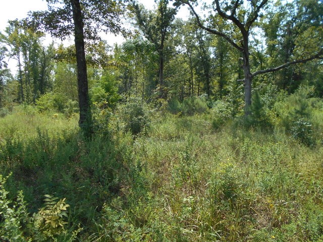 Tbd Tbd Fm-2712 Crockett, TX 75835 - Photo 7 of 15