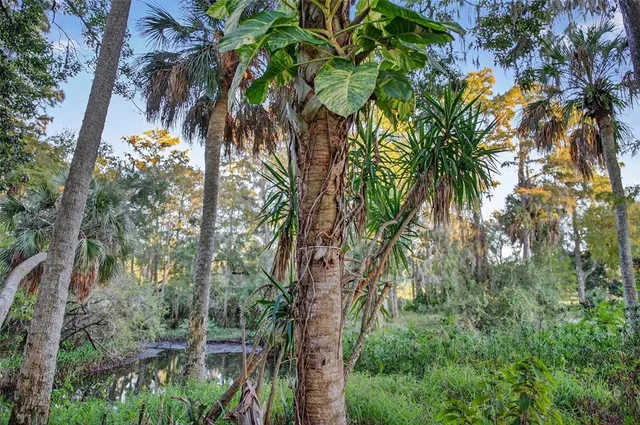 a view of a plant in a garden