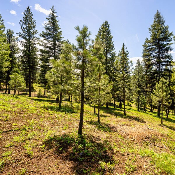 Lot 16 To Be Determined, Unit 16 McCall, ID 83638 - Photo 2 of 2