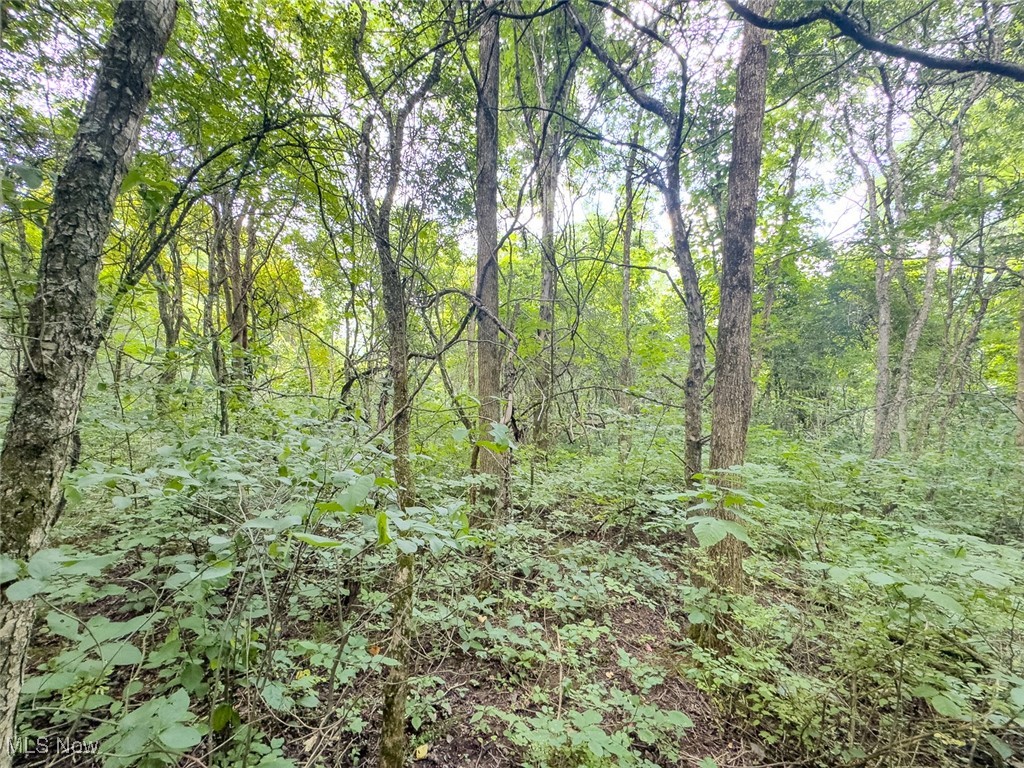 0 Mill St Road Quaker City, OH 43773 - Photo 13 of 23 View of wooded area