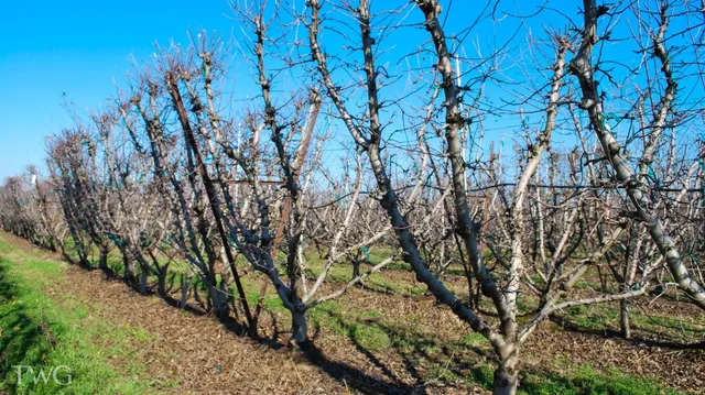 a view of backyard with wooden fence and large trees