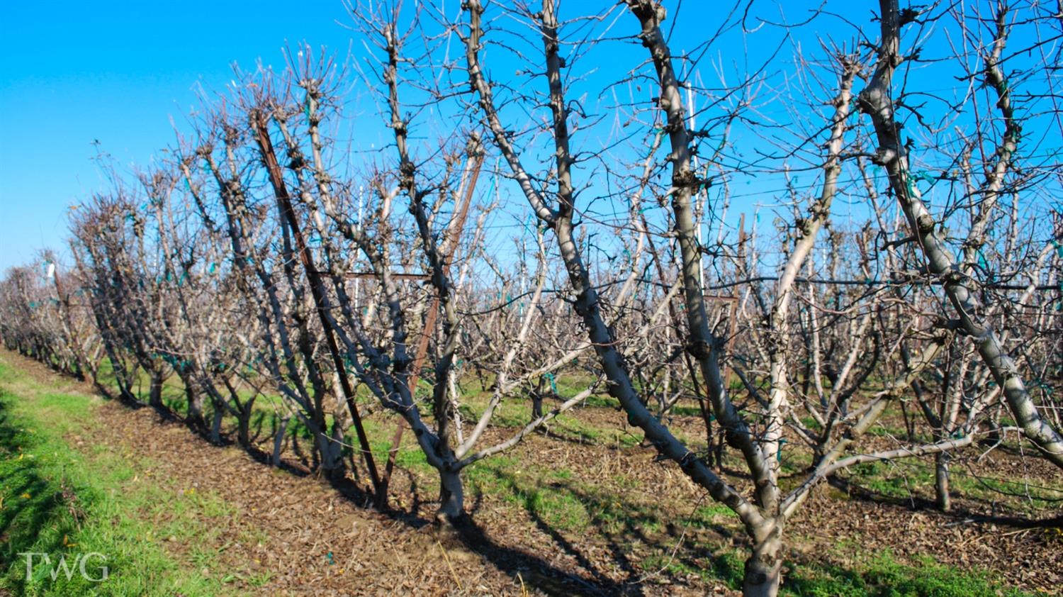 11850 Live Oak Road Lodi, CA 95240 - Photo 8 of 14 a backyard of a house with lots of green space