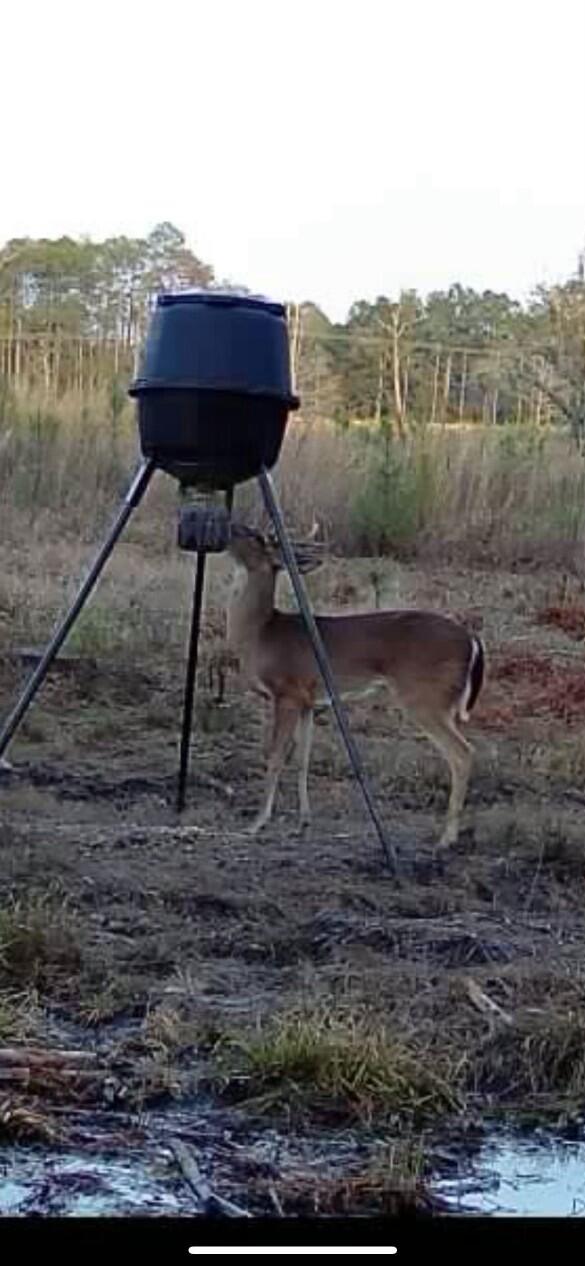 10712 Highway 331 DeFuniak Springs, FL 32433 - Photo 47 of 56 a view of a backyard with a sink