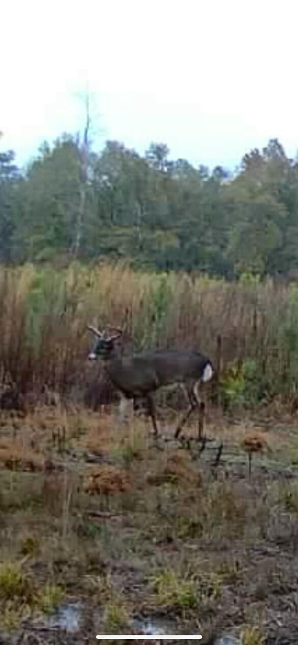10712 Highway 331 DeFuniak Springs, FL 32433 - Photo 53 of 56 a view of a lake with mountains in the background