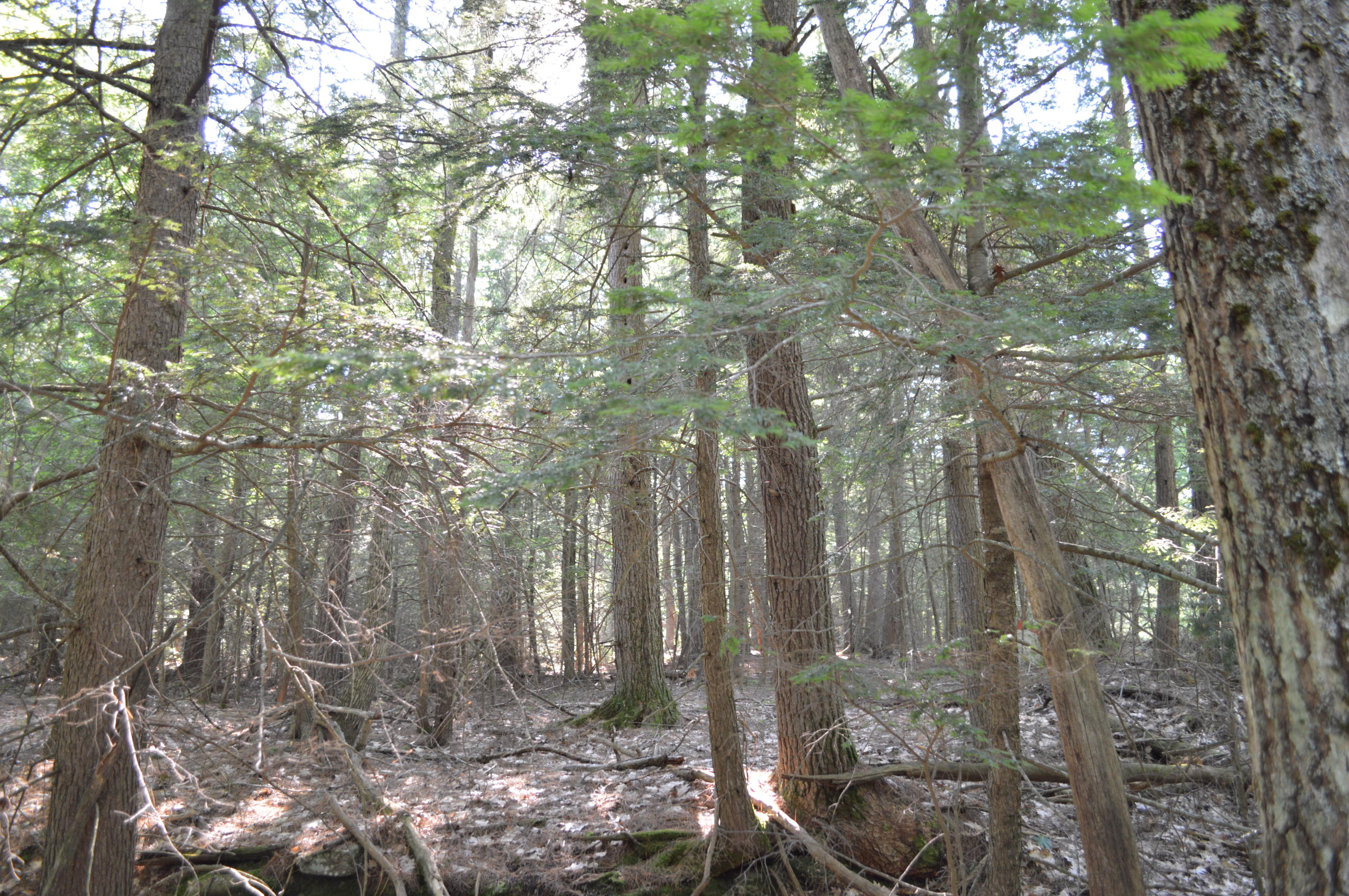 0 Environmental Windham, ME 04062 - Photo 16 of 19 DSC_0436