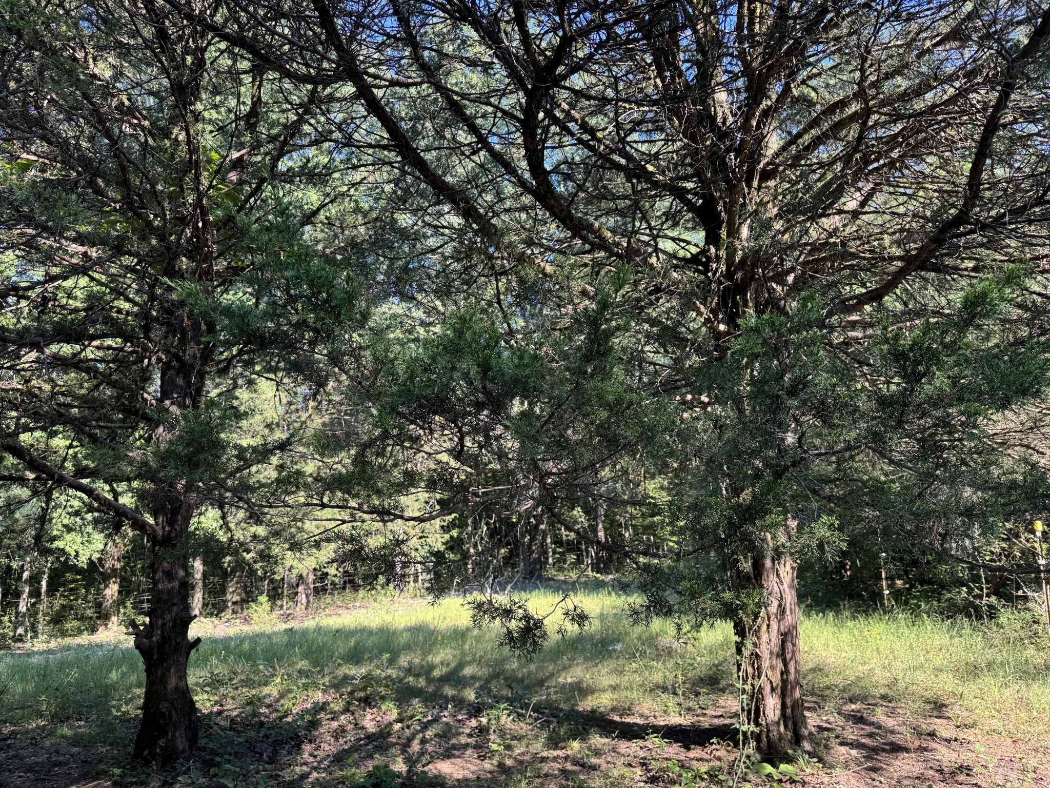 a view of a tree in a yard