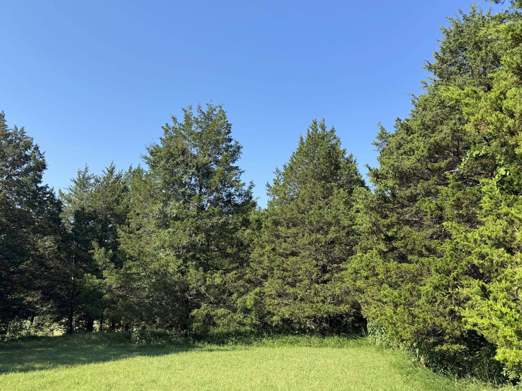0 Lunns Store Road Chapel Hill, TN 37034 - Photo 16 of 19 a view of a field with trees in the background