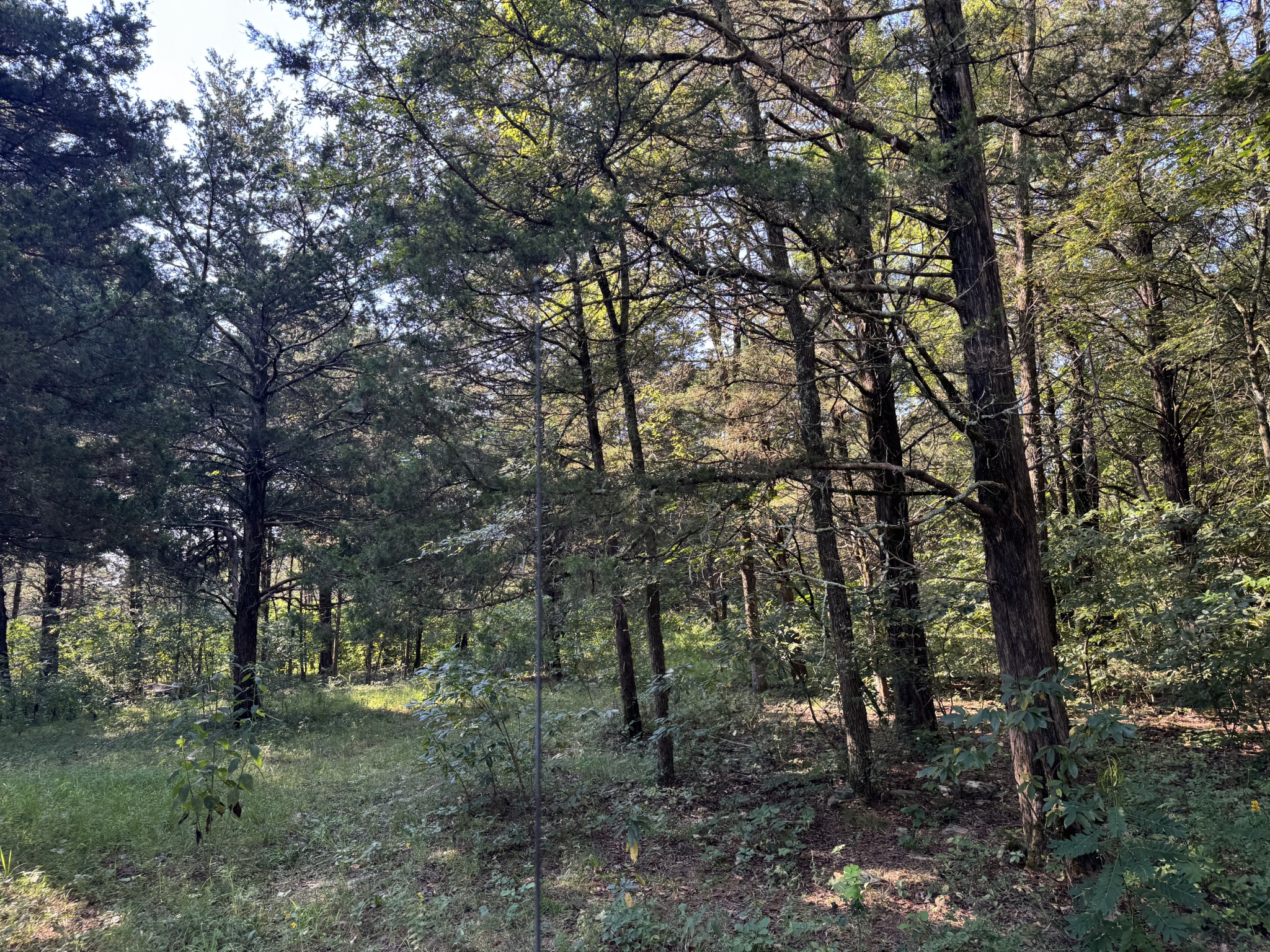 0 Lunns Store Road Chapel Hill, TN 37034 - Photo 19 of 19 a view of a forest with trees in the background