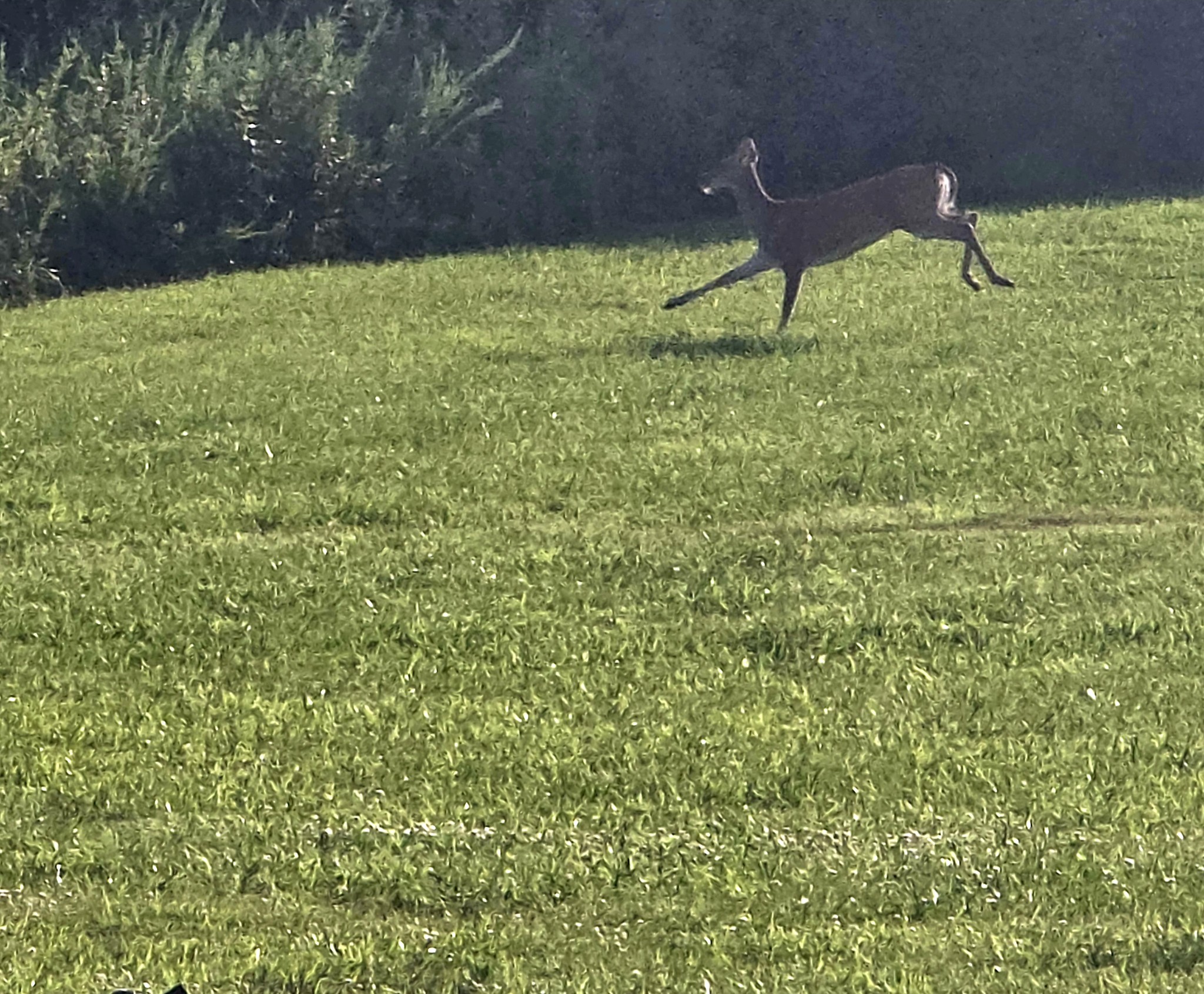 0 Lunns Store Road Chapel Hill, TN 37034 - Photo 6 of 19 a backyard of a house with table and chairs