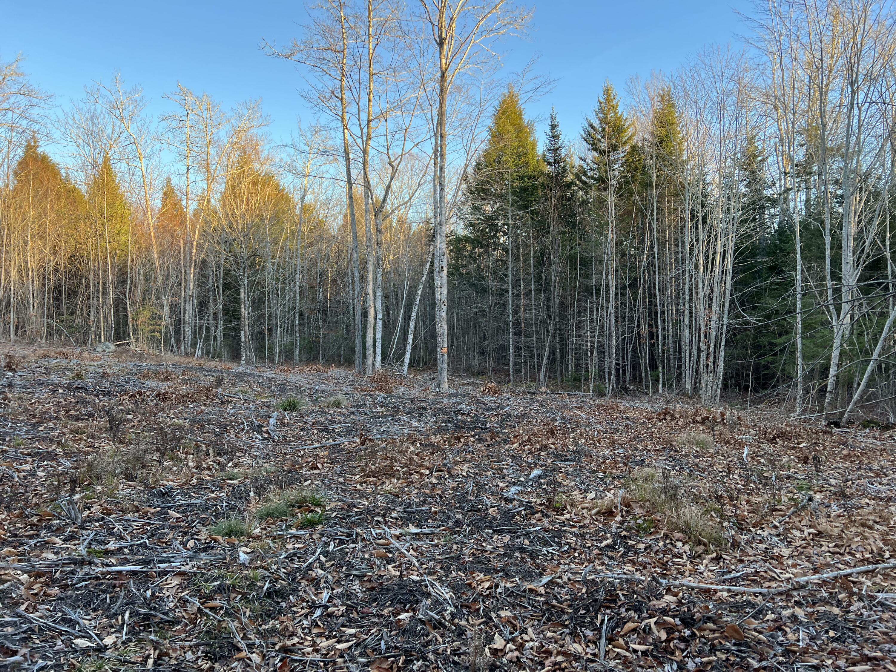 55 Bobcat Lane Ellsworth, ME 04605 - Photo 5 of 9 Building Site