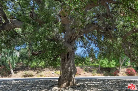 a view of a tree in a backyard