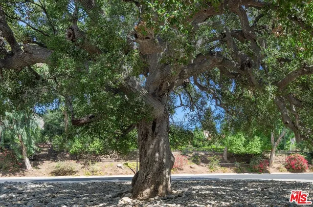 a view of a tree in a backyard