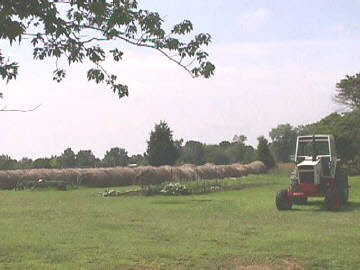 575 Wildcat Bluff Road Vienna, IL 62995 - Photo 5 of 7