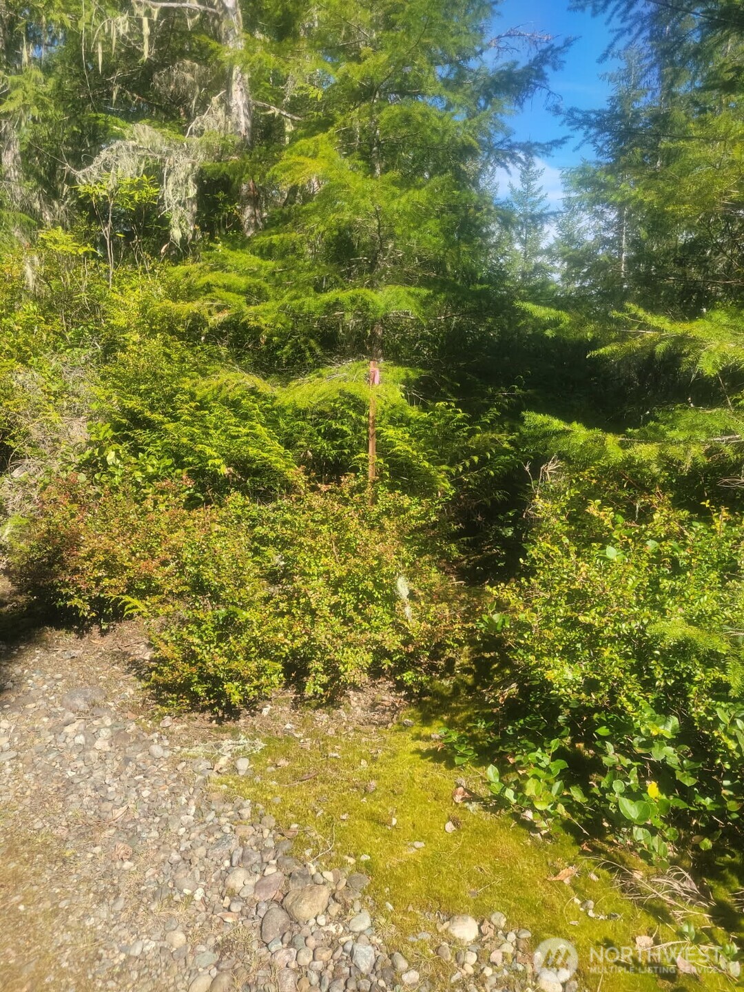7611 North Triton Heights Road Lilliwaup, WA 98555 - Photo 30 of 35 a view of a big yard with plants and large trees