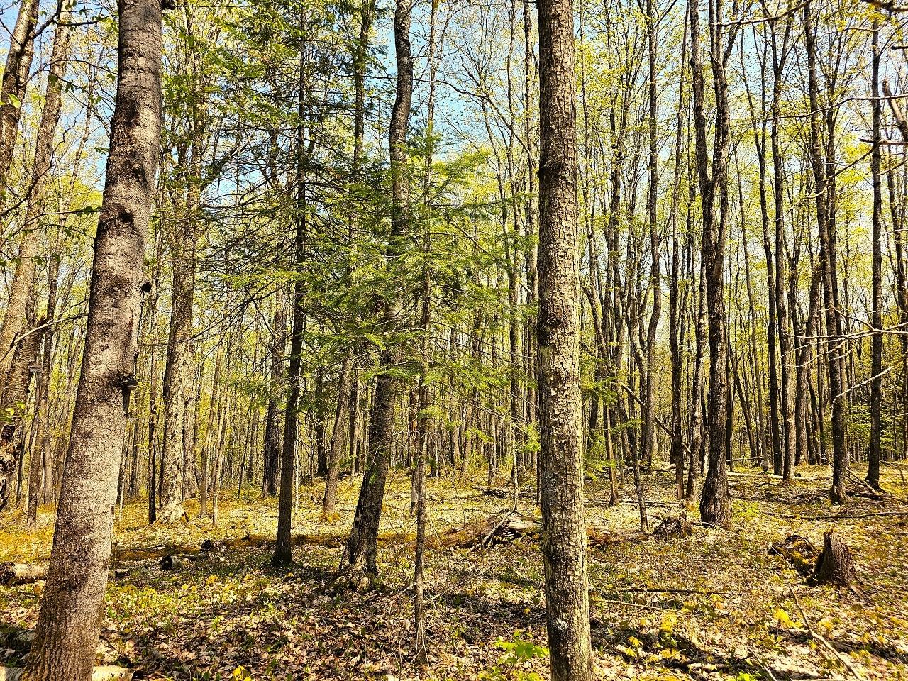 Lot 59 Hewitt Lane Mercer, WI 54547 - Photo 9 of 21 Gallery Image 9