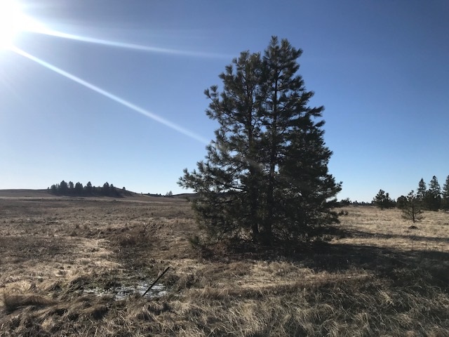 Xxx West Bobwhite Road Cheney, WA 99004 - Photo 11 of 18