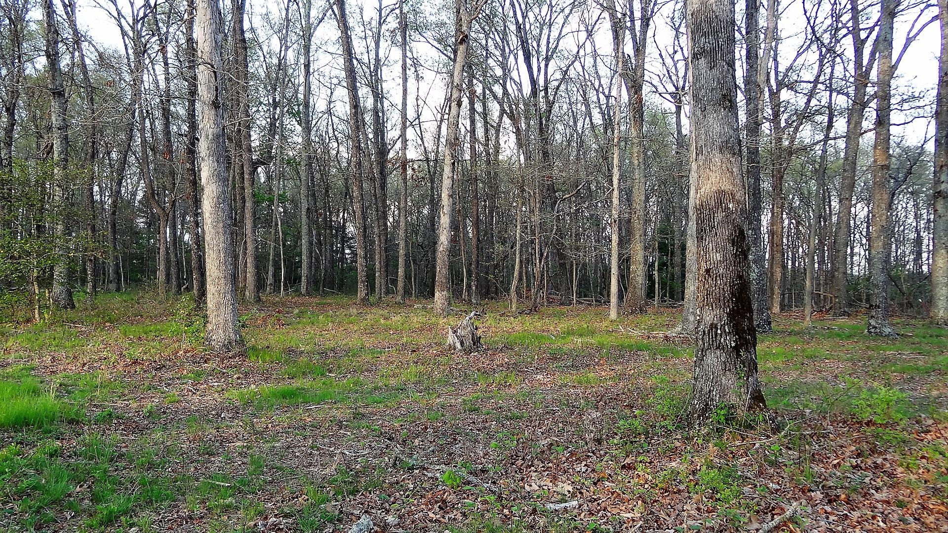 Wattenbarger Road Crossville, TN 38571 - Photo 6 of 18 DSC05665