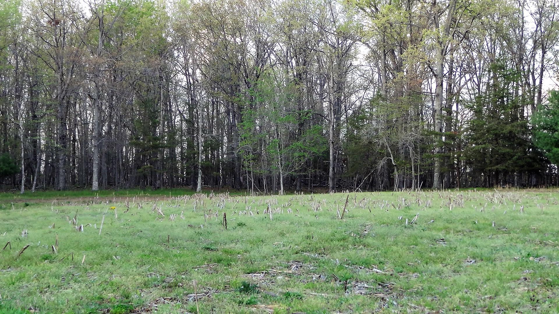 Wattenbarger Road Crossville, TN 38571 - Photo 7 of 18 DSC05658