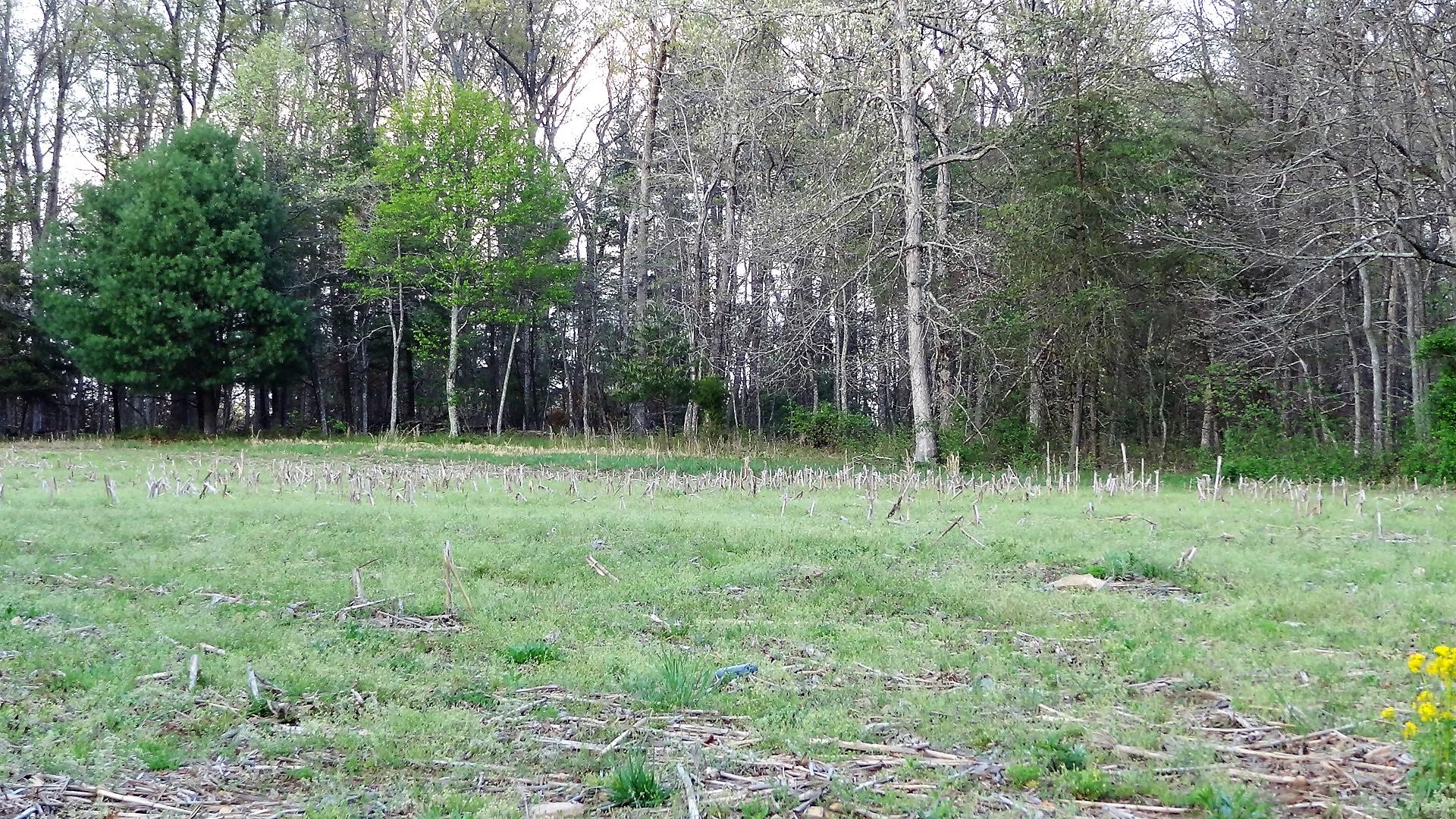Wattenbarger Road Crossville, TN 38571 - Photo 8 of 18 DSC05659