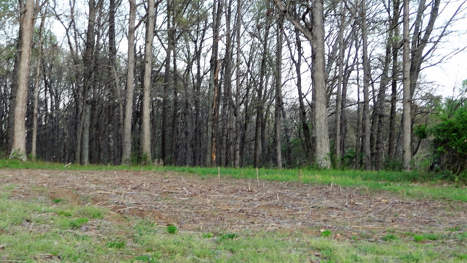 Wattenbarger Road Crossville, TN 38571 - Photo 9 of 18 DSC05660