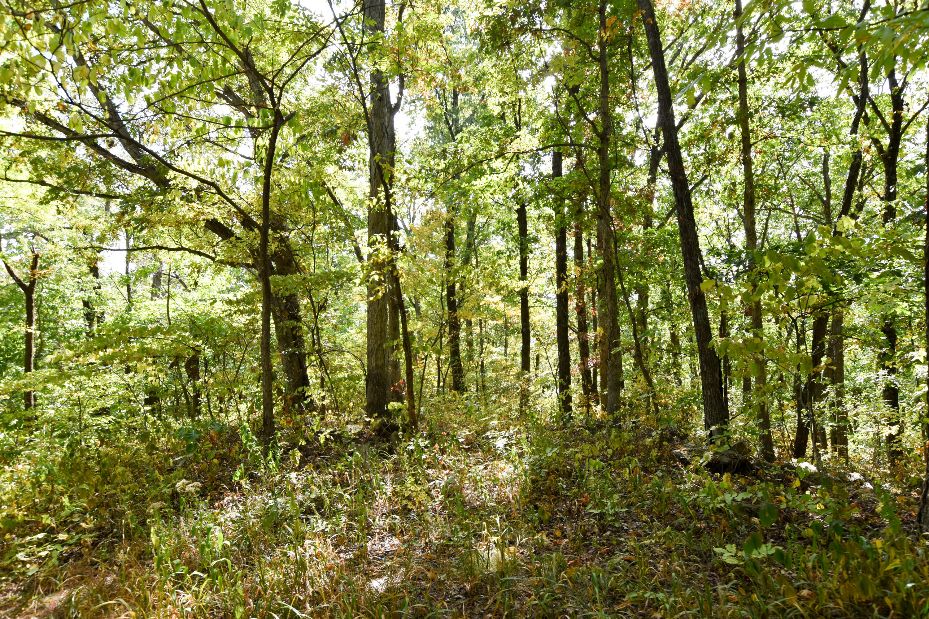 2390 Beechy Creek Road Wallingford, KY 41093 - Photo 60 of 89 DSC_0122