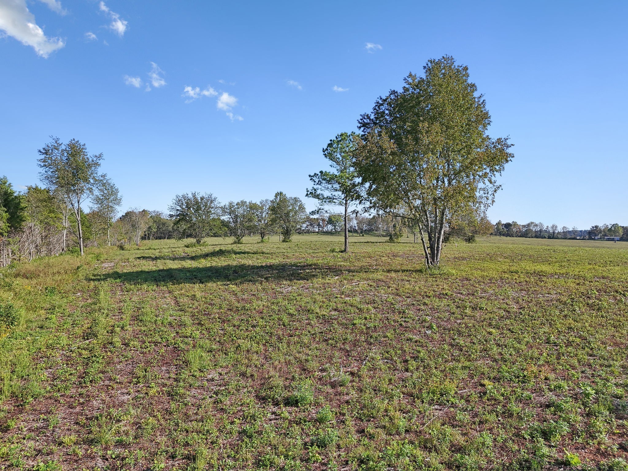 1 7 Springs Road Smithville, TN 37166 - Photo 6 of 19 a view of a field with an trees