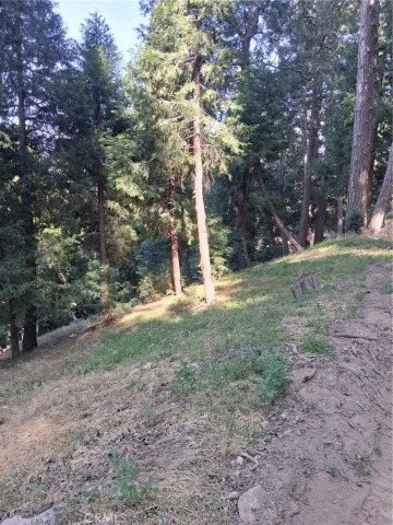 a view of a tree in the middle of a yard