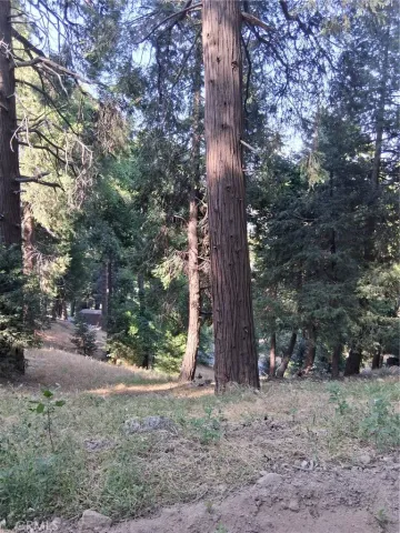 a view of a forest filled with trees