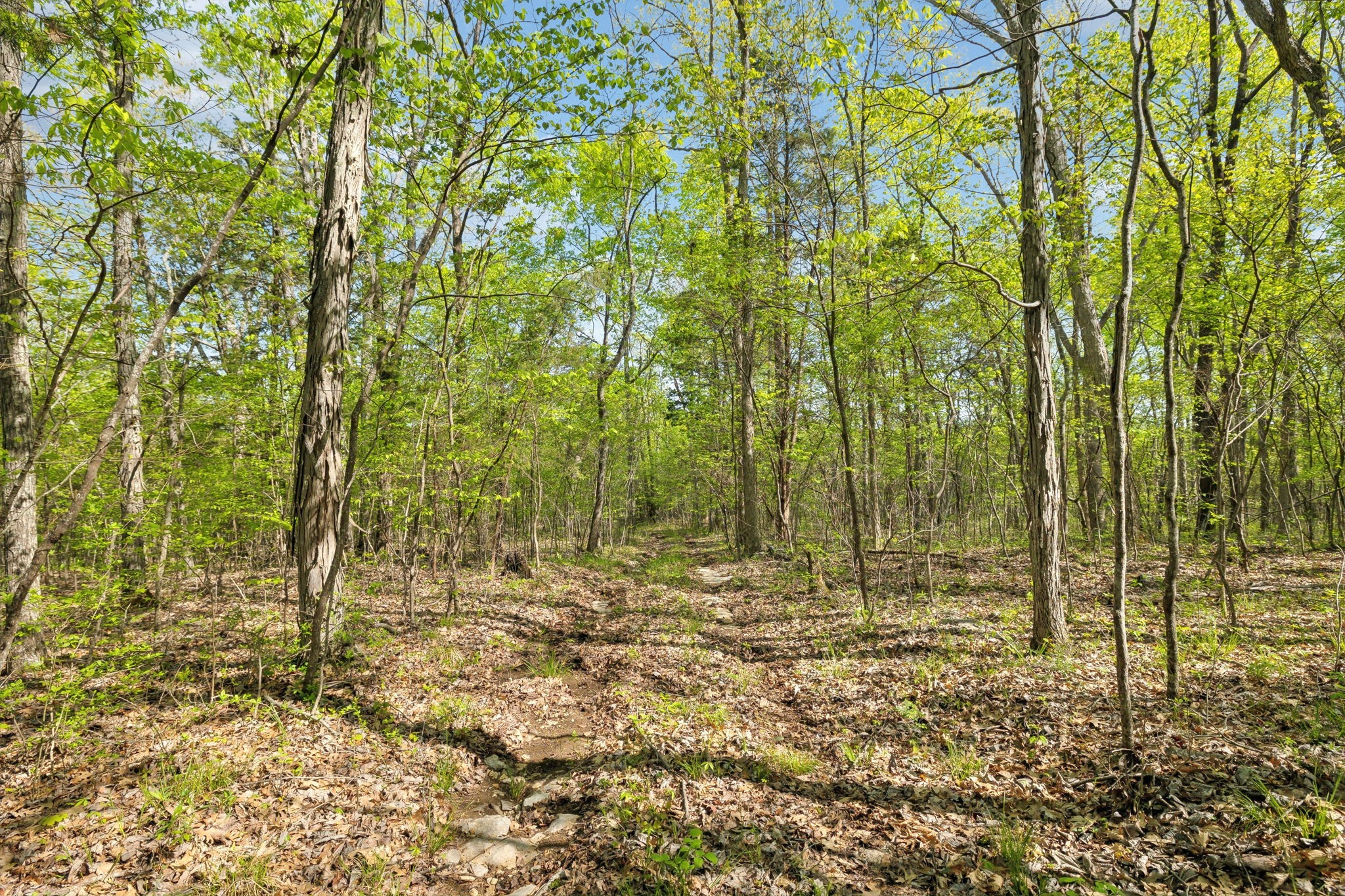 1716 South Berlin Road Lewisburg, TN 37091 - Photo 11 of 78