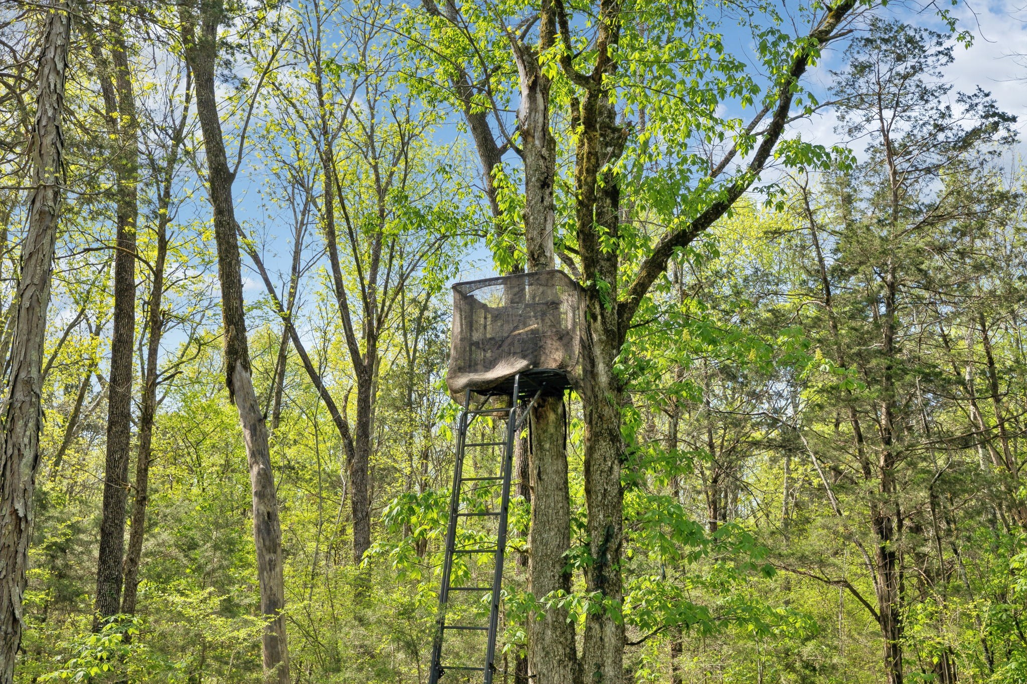 1716 South Berlin Road Lewisburg, TN 37091 - Photo 29 of 78 a view of a garden