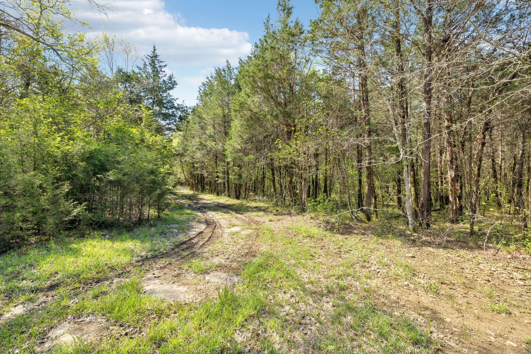 1716 South Berlin Road Lewisburg, TN 37091 - Photo 35 of 78 a view of a yard with large trees